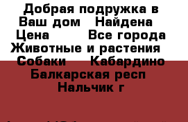 Добрая подружка,в Ваш дом!!!Найдена › Цена ­ 10 - Все города Животные и растения » Собаки   . Кабардино-Балкарская респ.,Нальчик г.